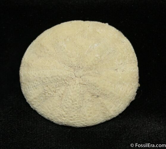 Astrodapsis Sand Dollar - / Inch Wide #1217